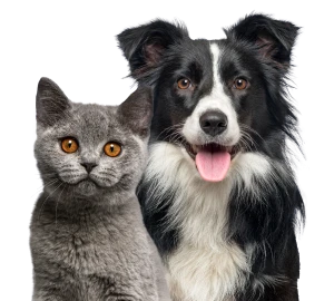 Dog and cat