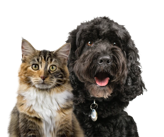 Dog and cat