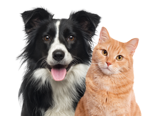 Dog and cat
